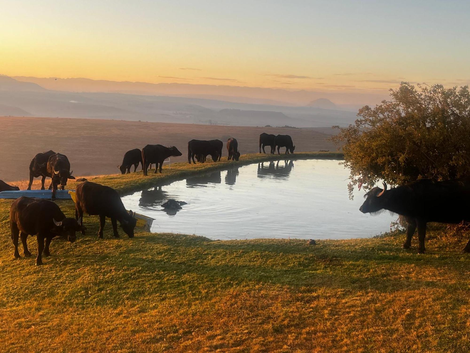 Uitzicht Private Nature Reserve And Lodge 富里斯堡 外观 照片